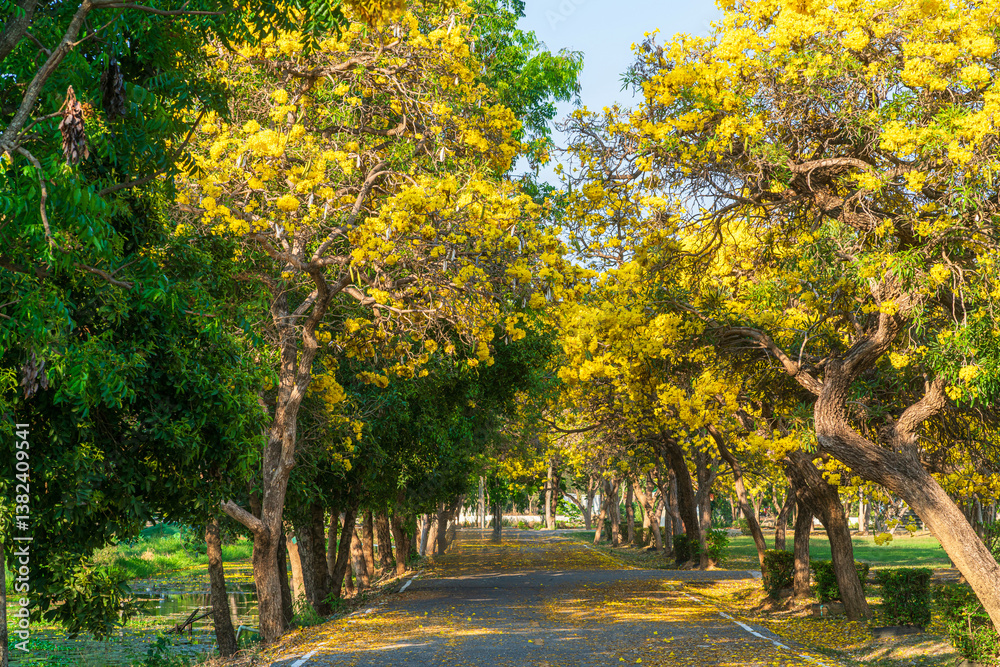 Beautiful blooming Yellow Golden trumpet tree or Tabebuia aurea roadside of the Yellow that are blooming with the park in spring day in the garden and sunset sky background in Thailand.