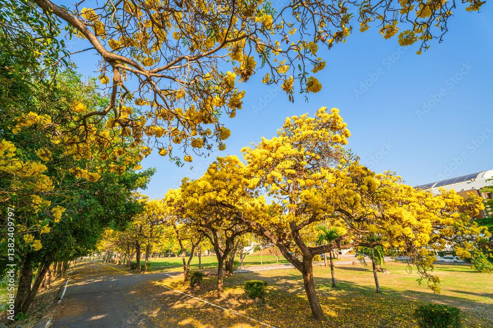 Beautiful blooming Yellow Golden trumpet tree or Tabebuia aurea roadside of the Yellow that are blooming with the park in spring day in the garden and sunset sky background in Thailand.