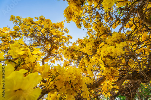 Obraz na płótnie Beautiful blooming Yellow Golden trumpet tree or Tabebuia aurea roadside of the Yellow that are blooming with the park in spring day in the garden and sunset sky background in Thailand. w salonie