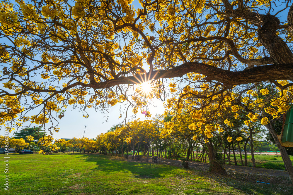 Beautiful blooming Yellow Golden trumpet tree or Tabebuia aurea roadside of the Yellow that are blooming with the park in spring day in the garden and sunset sky background in Thailand.