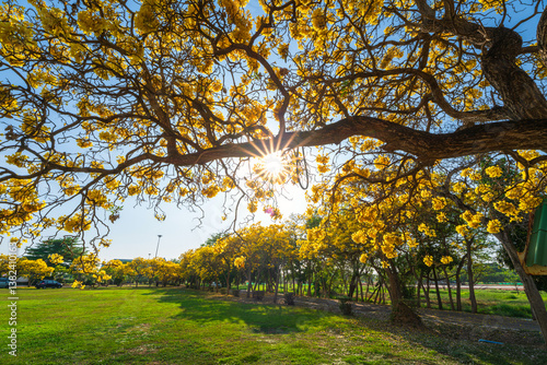 Obraz na płótnie Beautiful blooming Yellow Golden trumpet tree or Tabebuia aurea roadside of the Yellow that are blooming with the park in spring day in the garden and sunset sky background in Thailand. w salonie
