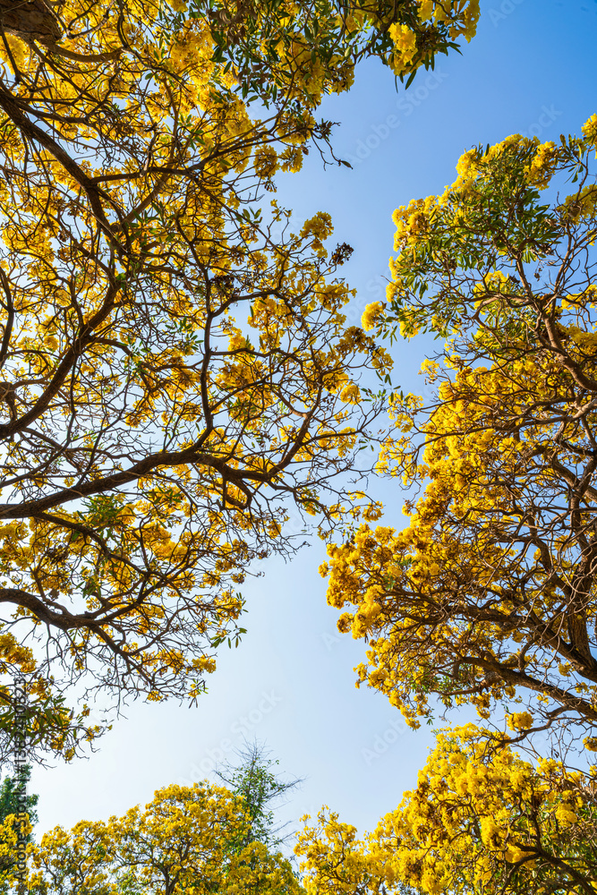 Beautiful blooming Yellow Golden trumpet tree or Tabebuia aurea roadside of the Yellow that are blooming with the park in spring day in the garden and sunset sky background in Thailand.