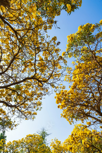 Obraz na płótnie Beautiful blooming Yellow Golden trumpet tree or Tabebuia aurea roadside of the Yellow that are blooming with the park in spring day in the garden and sunset sky background in Thailand. w salonie