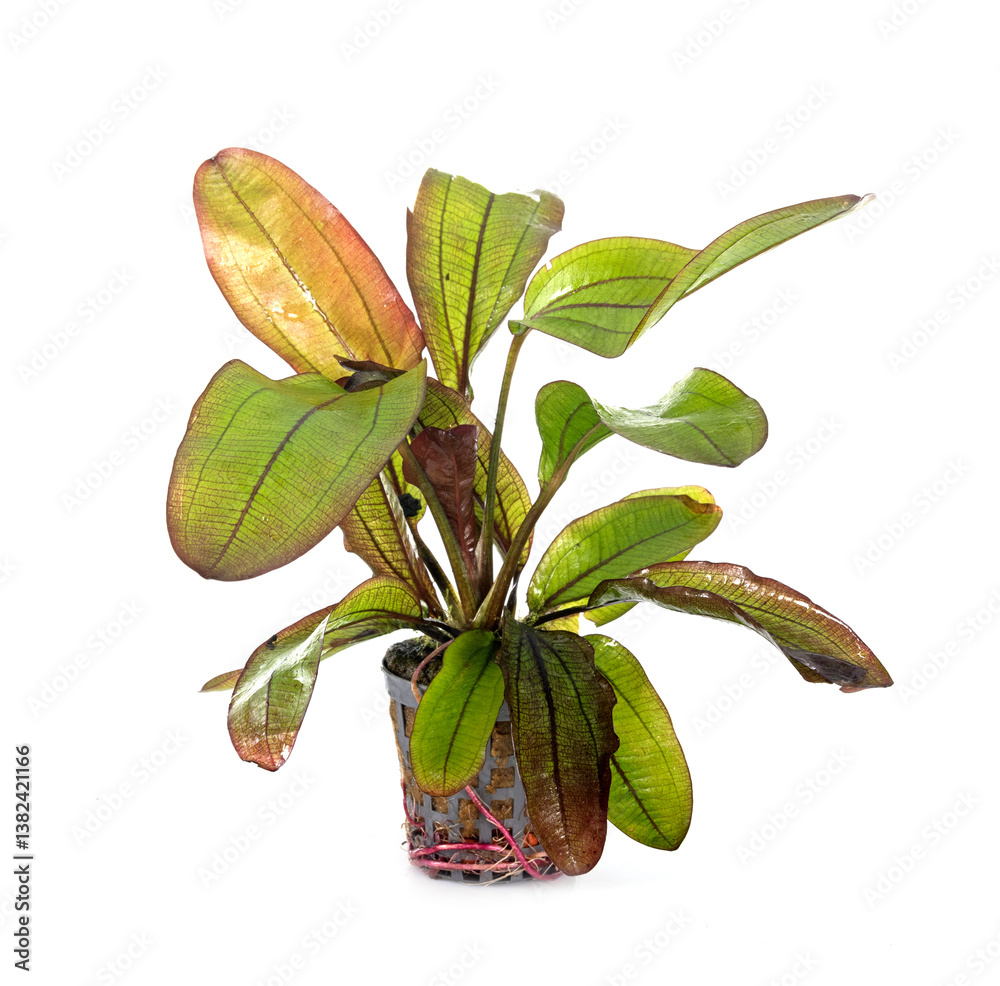 Fototapeta premium Echinodorus Hot Pepper in studio