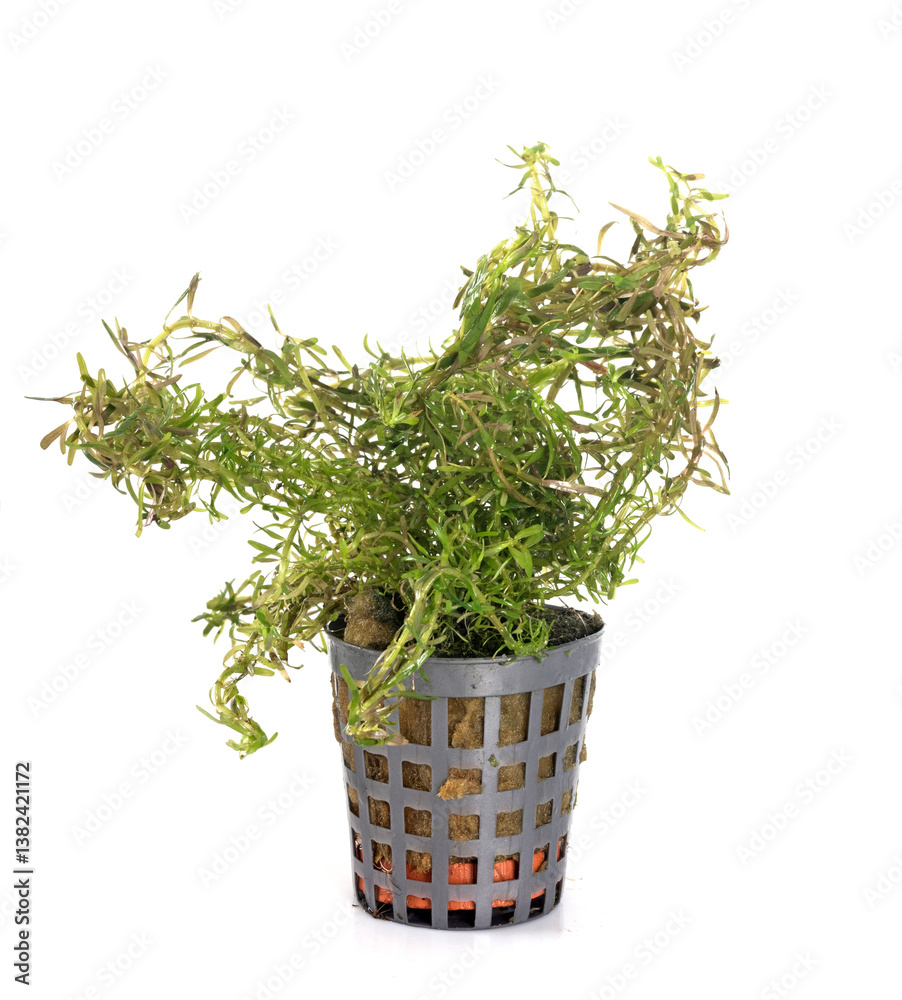 rotala wallichii in studio rotala wallichii in studio
