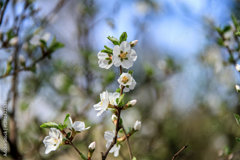 white cherry blossom white cherry blossom