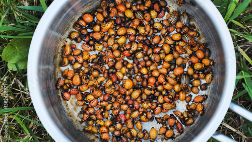 Colorado potato beetle larvae and adults infest a metal bowl after being picked from potato plants as an organic pest control method