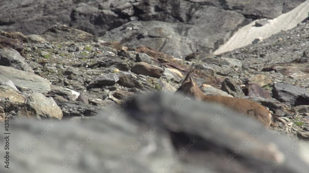 Bouquetin en montagne