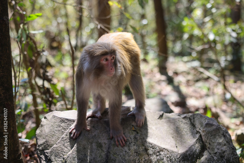 A wild macaque monkey in Zhangjiajie National Forest Park, Hunan, China