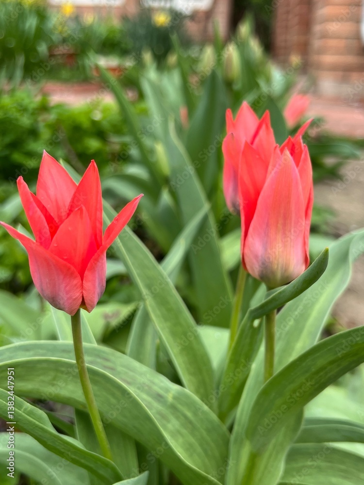 Naklejka premium red tulips in garden
