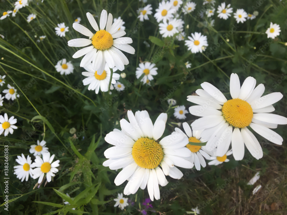 Fototapeta premium daisies in the grass