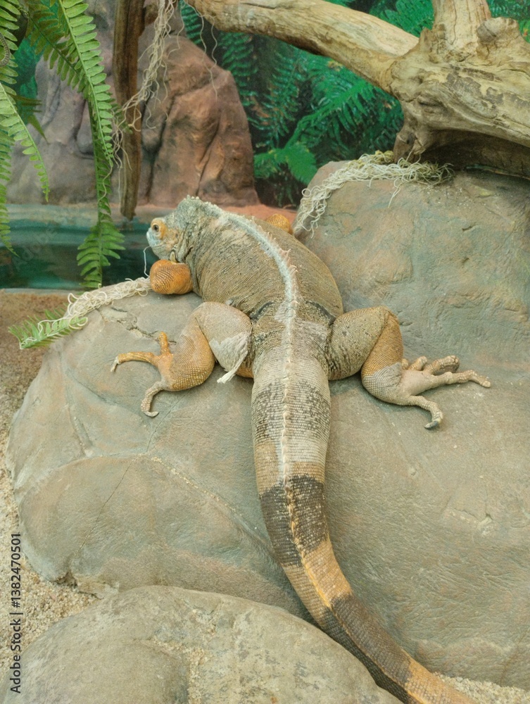 Common green iguana, reptile, exotic animal, zoo