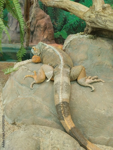 Common green iguana, reptile, exotic animal, zoo 