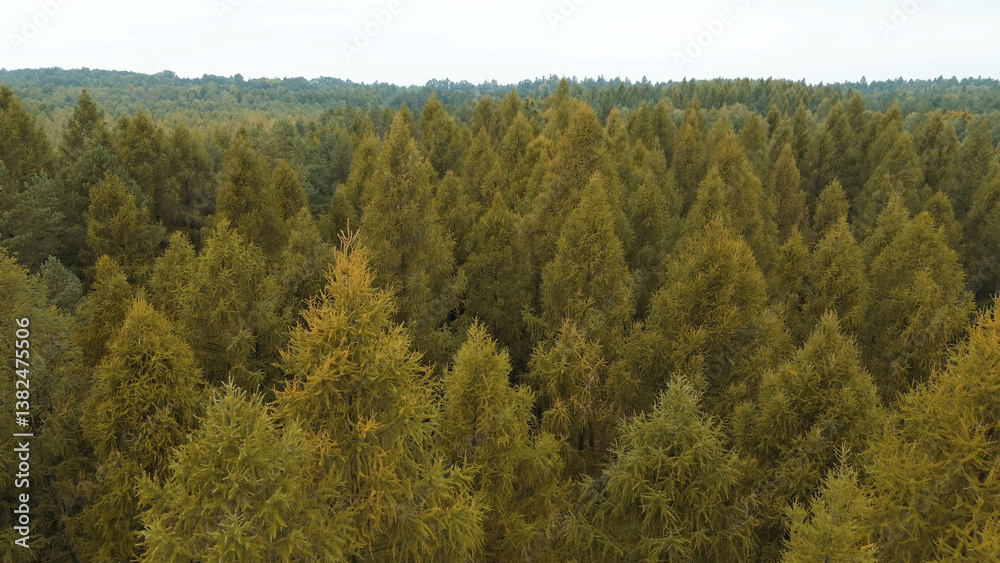Colorful autumn forest landscape from above