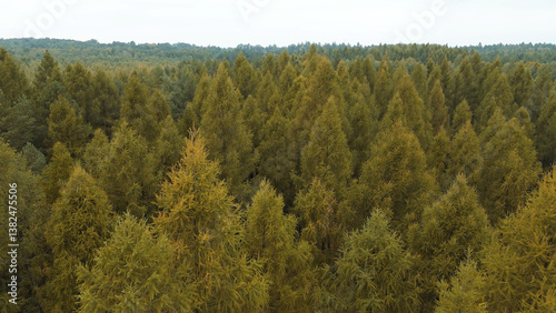 Colorful autumn forest landscape from above