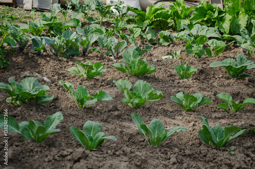 Cabbage grows in the garden, planted in rows