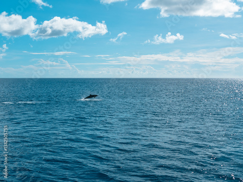 Wild Bottlenose Dolphin Jumping in the Ocean During a Dolphin Tour in Guam