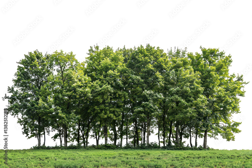 Obraz premium A large group of trees in the park, isolated on transparent background, cutout, png file large group of green trees, realistic on hill PNG.