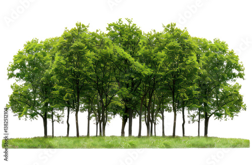 A large group of trees in the park, isolated on transparent background, cutout, png file large group of green trees, realistic on hill PNG.
