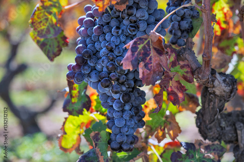 closeup on black ripe grape growing on vineyard  in colored leaf in Sardinia ...