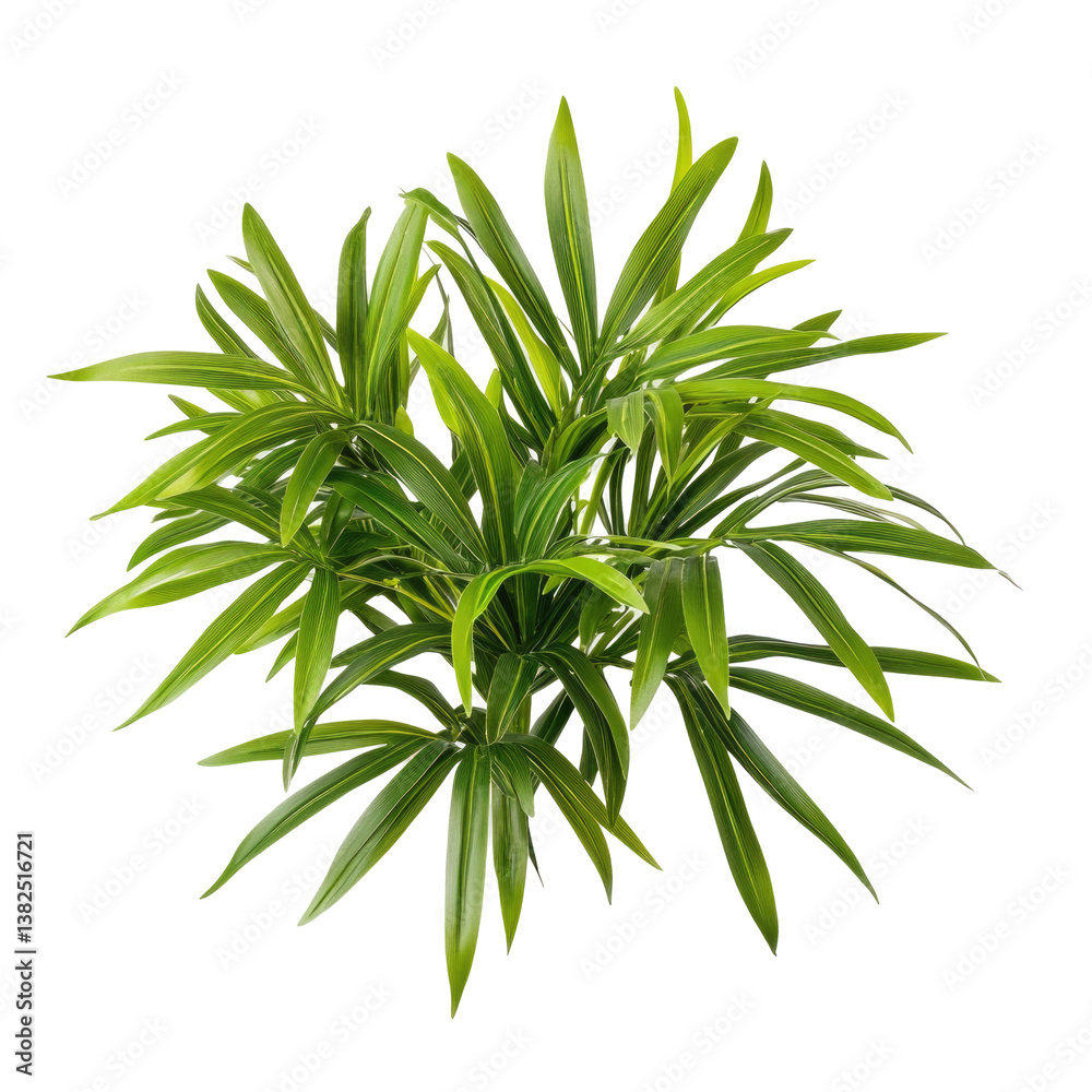 Obraz premium Little Broadleaf Lady on transparent background