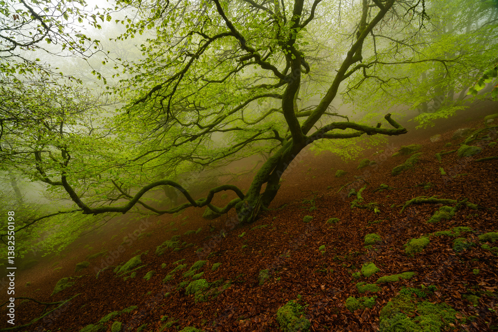 Naklejka premium Misty fairy forest scene with trees and moss