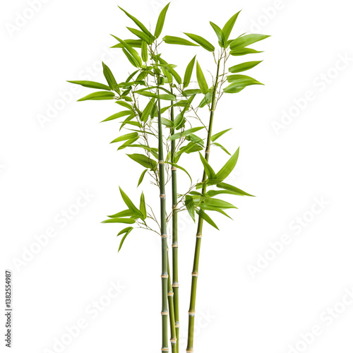 chinese bamboo isolated on transparent background