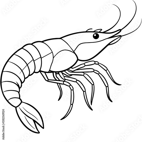 vector illustration of shrimp