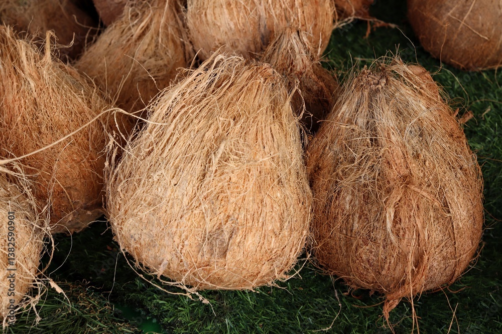 Close up of coconut fruit Close up of coconut fruit