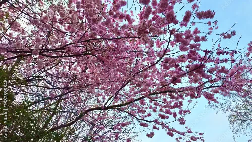 Beautiful cherry blossom tree in full bloom on tree branches against a clear blue sky in spring. Beautiful cherry blossom tree in full bloom on tree branches against a clear blue sky in spring.