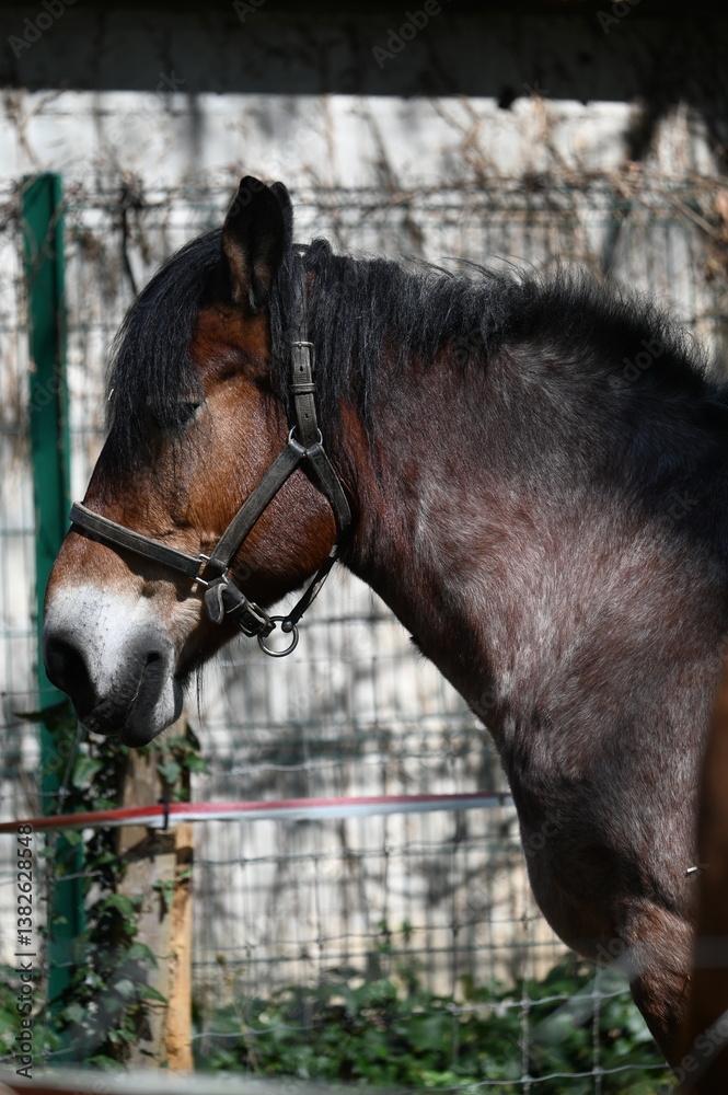 Fototapeta premium Cheval marron