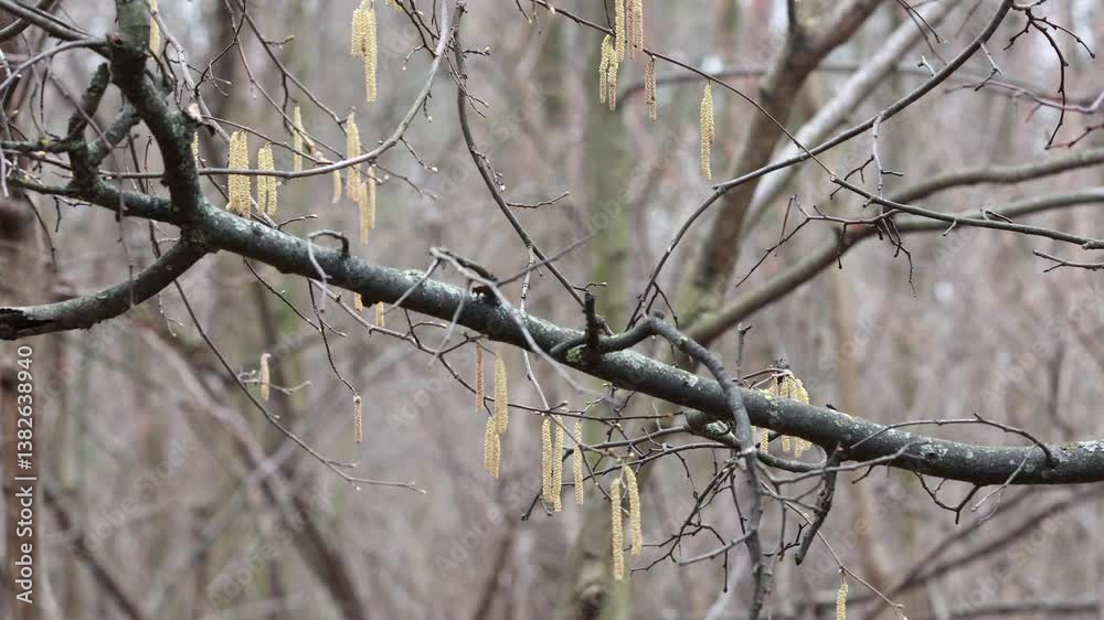 A Branch Adorned with Yellow Catkins Stretches Among Bare Trees in a Serene Forest, Symbolizing Renewal and the Transition from Winter to Spring. A Branch Adorned with Yellow Catkins Stretches Among Bare Trees in a Serene Forest, Symbolizing Renewal and the Transition from Winter to Spring.