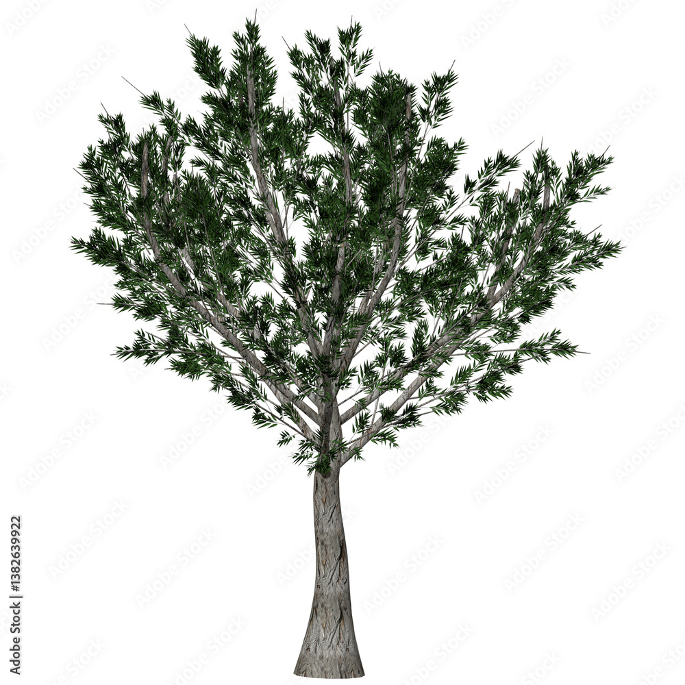 Obraz premium willow tree outdoor plant