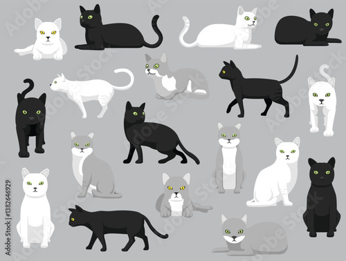 Fotografie Cat Burmilla Various Colors Poses Cartoon Vector Character