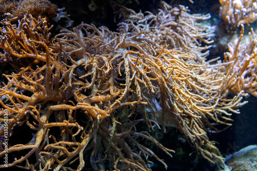 close-up of brown branching coral in a reef aquarium