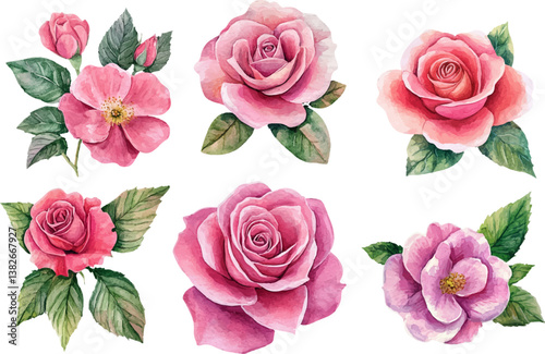 set of roses vector illustration