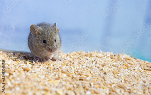The pest mouse eats grain stocks a small gray mouse is sitting on a grain of wheat. portrait of a mouse. rodent spoils the harvest