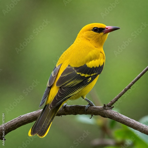 yellow bird