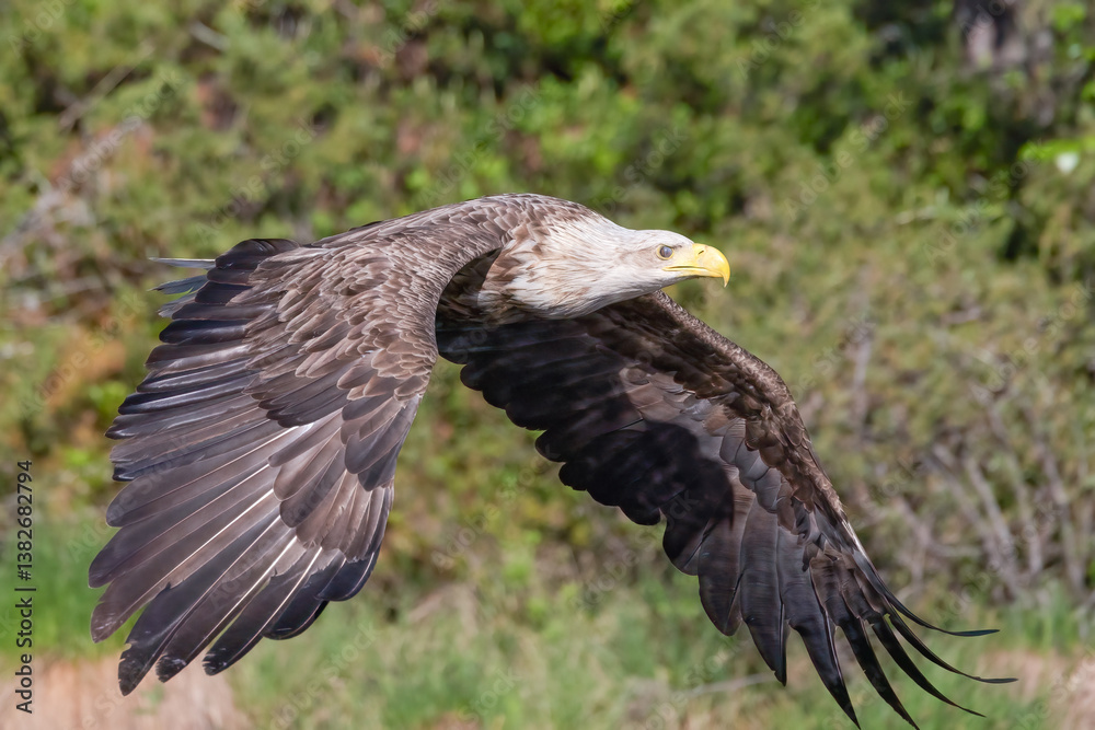 Obraz premium white-tailed eagle