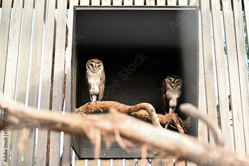 Quadro su tela Bird park in Moonlit sanctuary, Melbourne, Australia  (Barn owl)