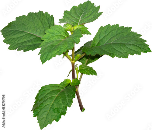  Patchouli leaves (Pogostemon cablin) on a transparent background. Patchouli leaves are the basic ingredient for making essential oils. PNG