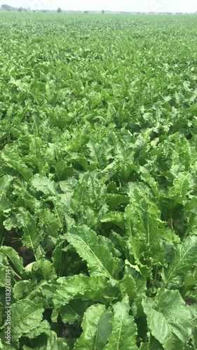 Sugar beet in the fields. By the second half of summer under a beautiful sky, the plants had gained a good mass of leaves. The root of the commercial crops of beautiful plants is being formed