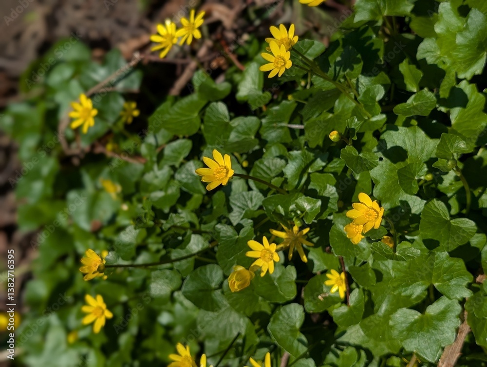 Flowers of Lesser Celandine (Ficaria verna) Flowers of Lesser Celandine (Ficaria verna)