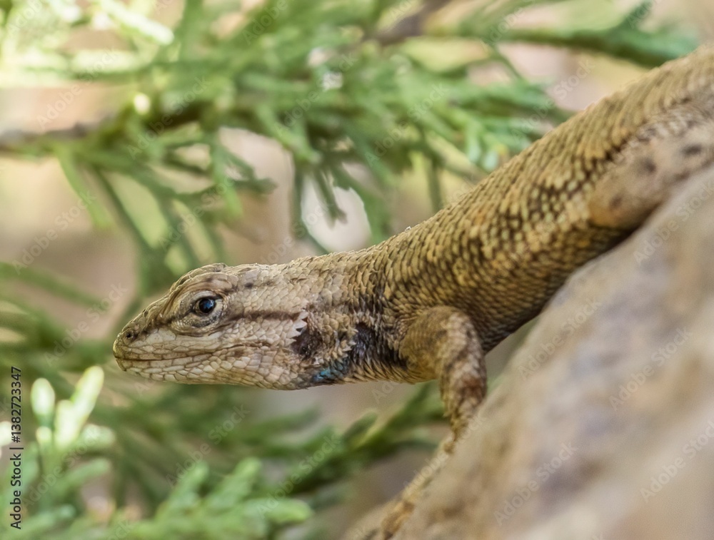 Naklejka premium Lizard perched on a rock with blurred greenery.