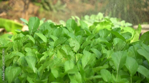 Wallpaper Mural Green vegetable growing in the garden and being watered Torontodigital.ca