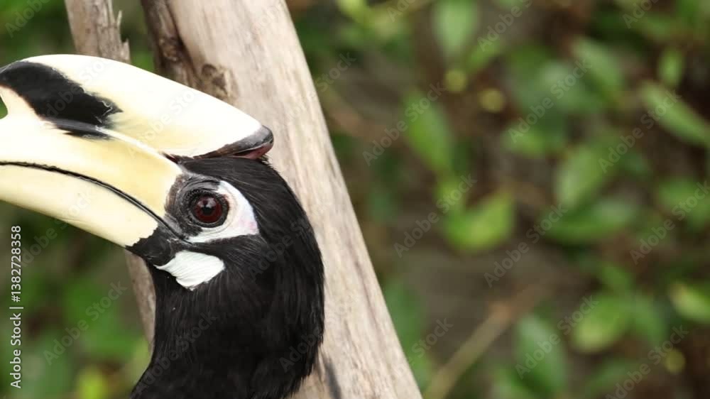 Close-Up of Hornbill's Distinctive Beak and Head Close-Up of Hornbill's Distinctive Beak and Head