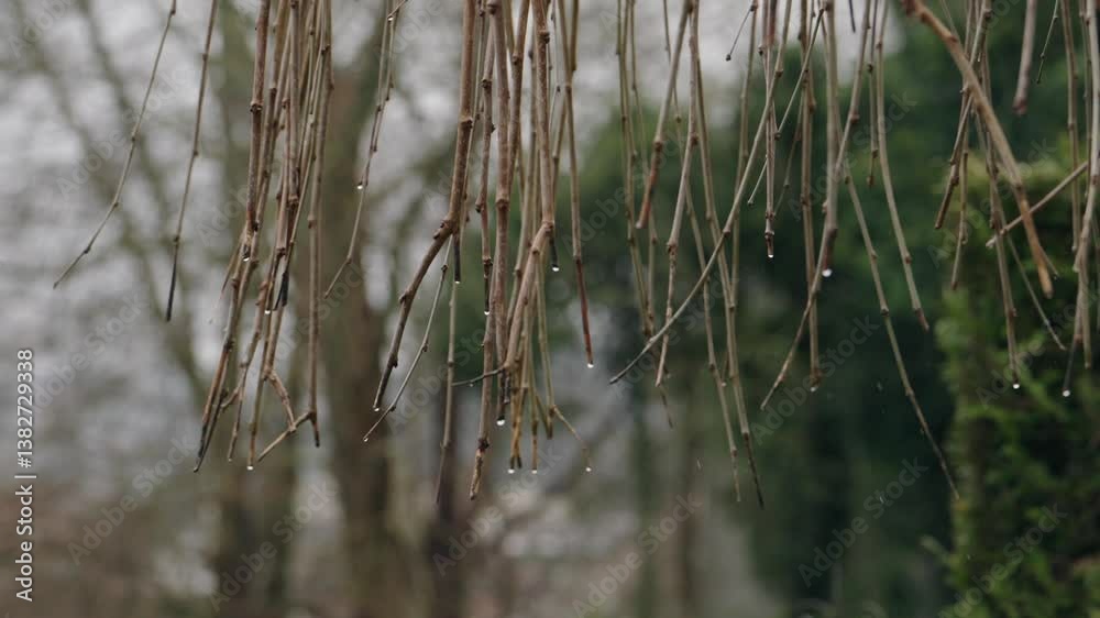 Bare twigs drip rain in quiet forest during a slow motion moment of calm Bare twigs drip rain in quiet forest during a slow motion moment of calm
