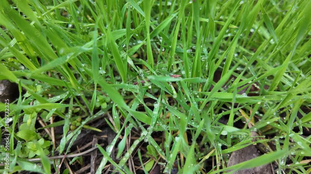 stems of green grass with dew. dew on grass. stems of green grass with dew. dew on grass.
