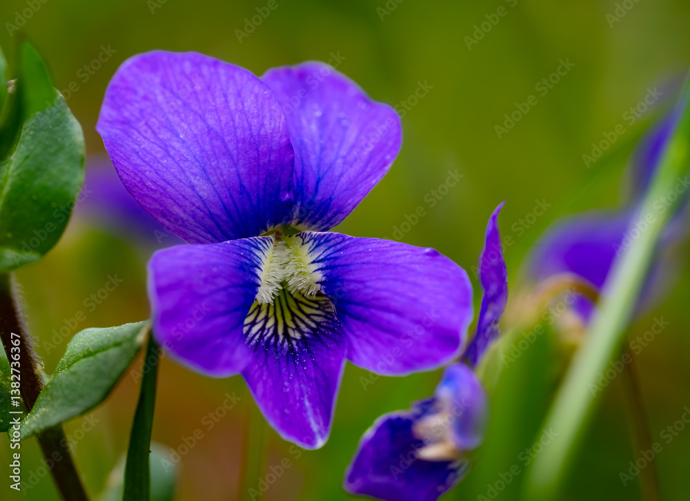 Closeup photograph of a common blue violet, showing the details of its center Closeup photograph of a common blue violet, showing the details of its center