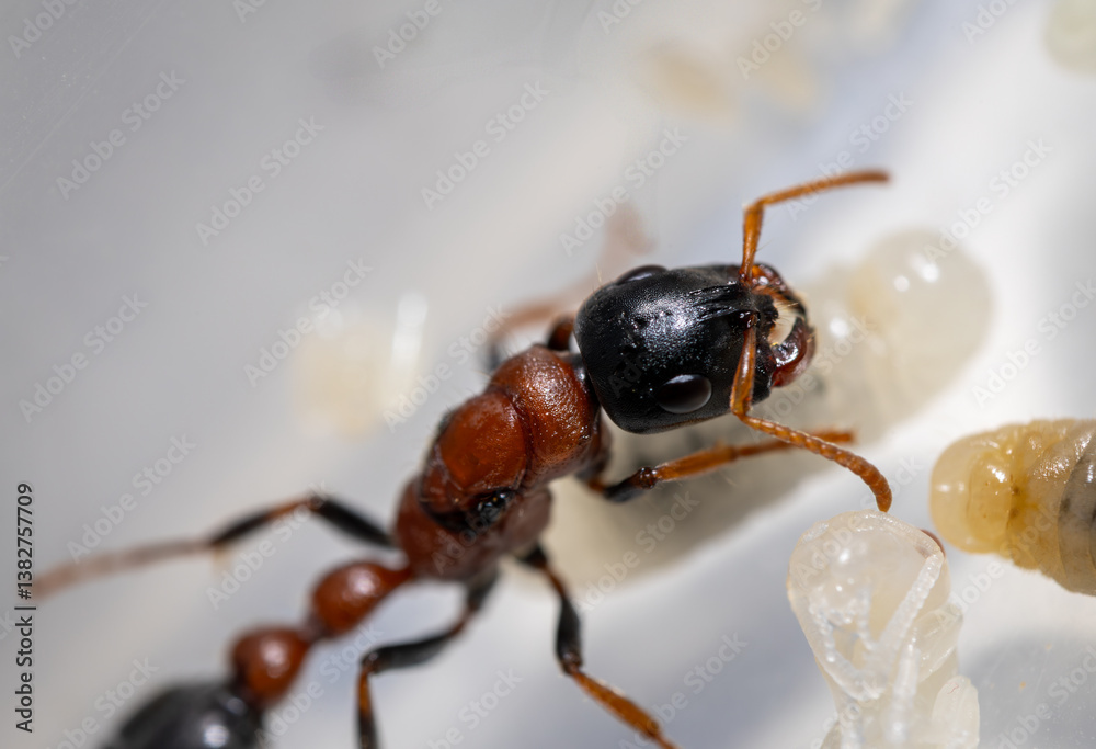 A stunning closeup photograph of an Tetraponera rufonigra ant caring for its larvae within its nest habitat A stunning closeup photograph of an Tetraponera rufonigra ant caring for its larvae within its nest habitat